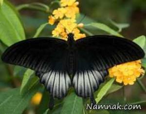 پروانه دوجنسه